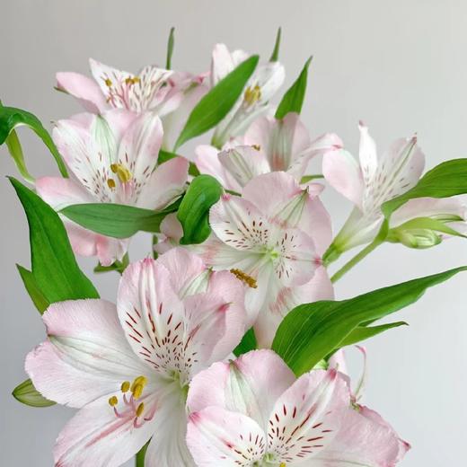 六出花/水仙百合10枝 商品图1