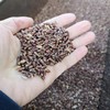 杨大姐的可发芽黑小麦 二米饭推荐（2斤/3斤）坚持自然农法种植 无化肥农药 发芽率高（衡水饶阳圆通发货） 商品缩略图0