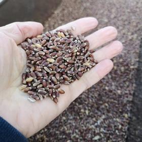 杨大姐的可发芽黑小麦 二米饭推荐（2斤/3斤）坚持自然农法种植 无化肥农药 发芽率高（衡水饶阳圆通发货）
