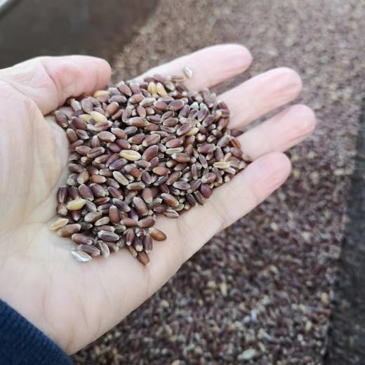 杨大姐的可发芽黑小麦 二米饭推荐（2斤/3斤）坚持自然农法种植 无化肥农药 发芽率高（衡水饶阳圆通发货） 商品图0