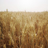 杨大姐的可发芽黑小麦 二米饭推荐（2斤/3斤）坚持自然农法种植 无化肥农药 发芽率高（衡水饶阳圆通发货） 商品缩略图5