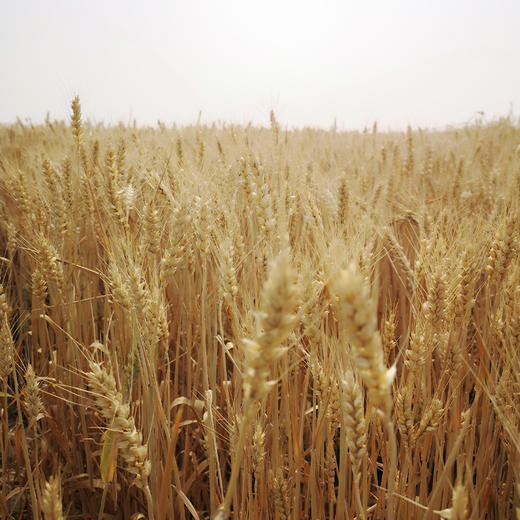 杨大姐的可发芽黑小麦 二米饭推荐（2斤/3斤）坚持自然农法种植 无化肥农药 发芽率高（衡水饶阳圆通发货） 商品图5