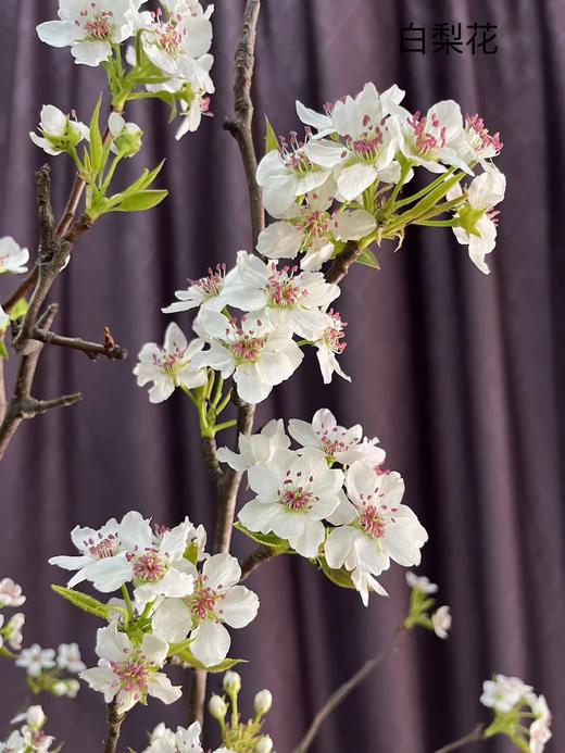【春枝花】梨花  白色  约2枝/扎 商品图7