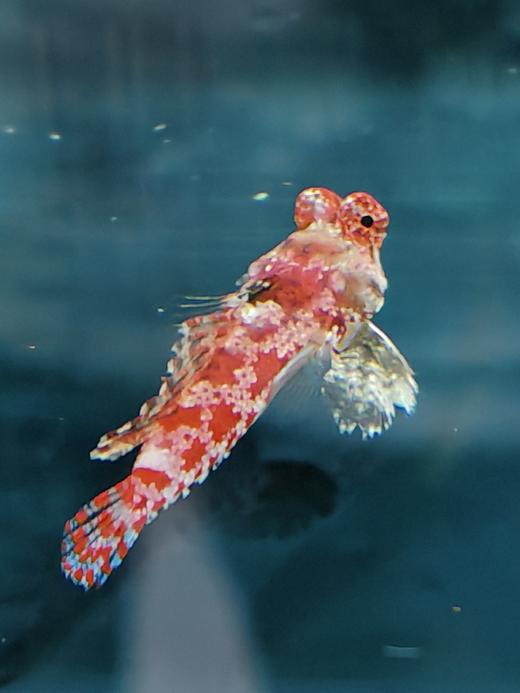 火麒麟 商品图0