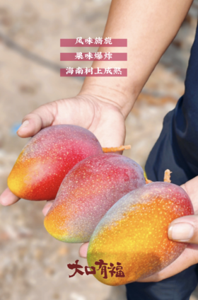 海南三亚红塘贵妃芒 北纬18°树上熟 一口甜润到心尖