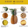 海南金钻凤梨  树上自然熟 商品缩略图7