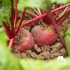 生态甜菜根（包邮） |绿家自产*Ecological Beetroot | Self-production 商品缩略图1