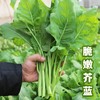 密云现摘芥蓝300g 鲜嫩爽脆  清甜可口 清炒白灼 商品缩略图0