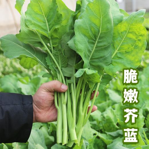 每天新鲜采收  农家新鲜芥兰  鲜嫩爽脆  清甜可口  芥蓝  300g 商品图0