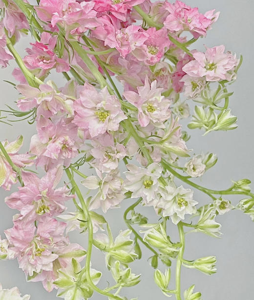 千鸟飞燕  多色可选 约8-10枝/扎 商品图2