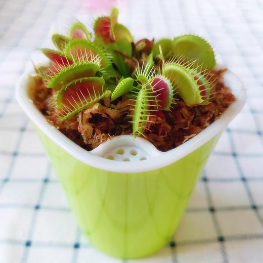 【特殊商品/请提前看售后须知】神奇捕虫草盆栽带自动吸水养护盆送瓢虫模型和蘑菇模型 商品图0