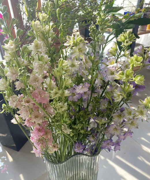 千鸟飞燕  多色可选 约8-10枝/扎 商品图4