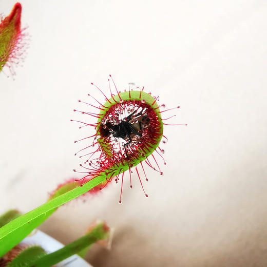 【特殊商品/请提前看售后须知】神奇捕虫草盆栽带自动吸水养护盆送瓢虫模型和蘑菇模型 商品图2