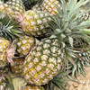 海南金钻凤梨  树上自然熟 商品缩略图8