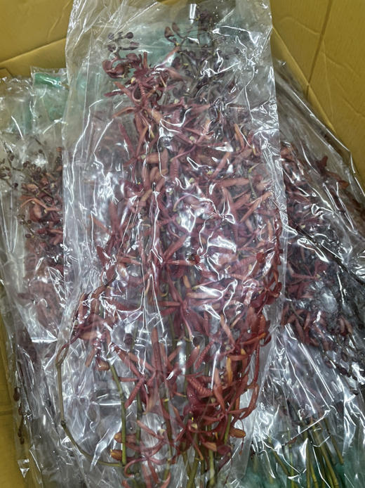 【喜庆】长红兰，10枝/扎 商品图4