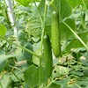 山东水果黄瓜 净重3斤-4.5斤装 新鲜脆嫩 现摘现发 商品缩略图5