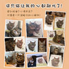 寻找自己名字的猫 商品缩略图3