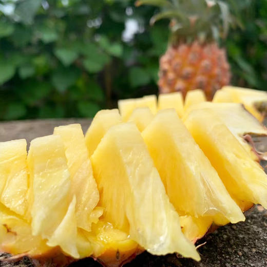 海南金钻凤梨  树上自然熟 商品图2