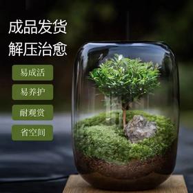 【生命之树】创意桌面苔藓微景观