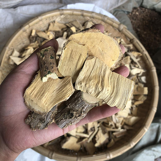 接骨木 商品图3