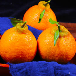 新鲜水果不知火丑橘水果桔子丑柑橘现货包邮9斤