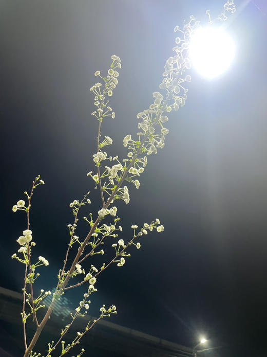 【开花特惠】雪柳花 重瓣 约 6-8 支/扎 商品图8