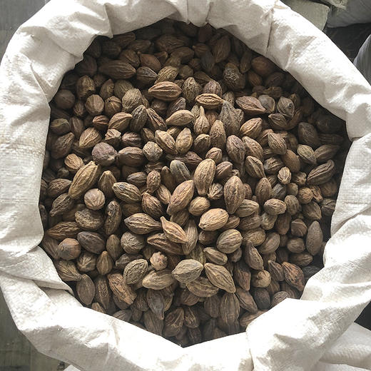 诃子个 大饱满，质坚肉厚，口感纯正 商品图4