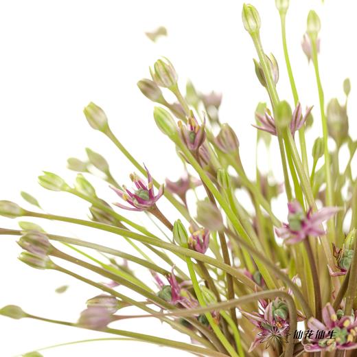 荷兰花材 |  舒伯蒂葱粉 Schubertii 商品图1