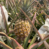 海南金钻凤梨  树上自然熟 商品缩略图10