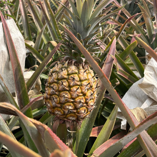 海南金钻凤梨  树上自然熟 商品图10