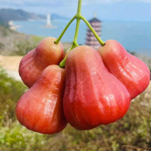 南鹿莲雾（礼盒装） 商品图4