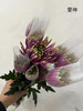 【烟花菊】- 爱神  约10枝 商品缩略图5
