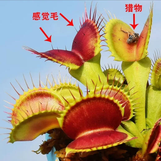 【特殊商品/请提前看售后须知】神奇捕虫草盆栽带自动吸水养护盆送瓢虫模型和蘑菇模型 商品图1