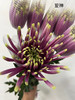 【烟花菊】- 爱神  约10枝 商品缩略图4