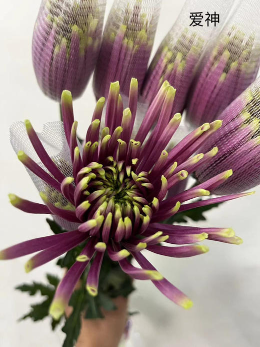 【烟花菊】- 爱神  约10枝 商品图4