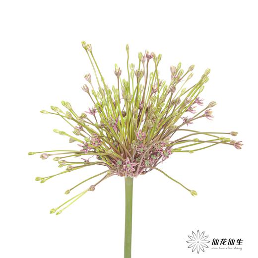 荷兰花材 |  舒伯蒂葱粉 Schubertii 商品图3