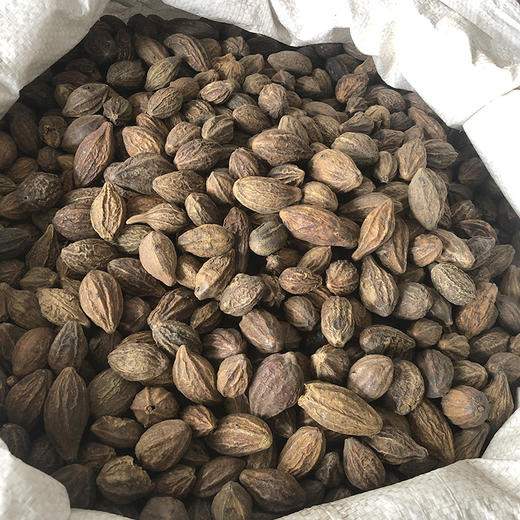 诃子个 大饱满，质坚肉厚，口感纯正 商品图1