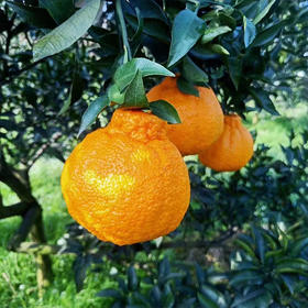  “实力派”水果，“春见耙耙柑”春天吃正甜！ 