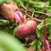生态甜菜根 |绿家自产*Ecological Beetroot | Self-production 商品缩略图0