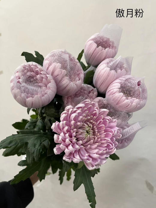 安娜菊（傲月粉）10枝 商品图6