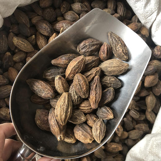 诃子个 大饱满，质坚肉厚，口感纯正 商品图3