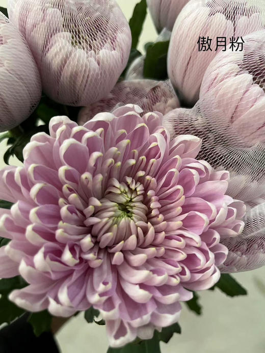 安娜菊（傲月粉）10枝 商品图5