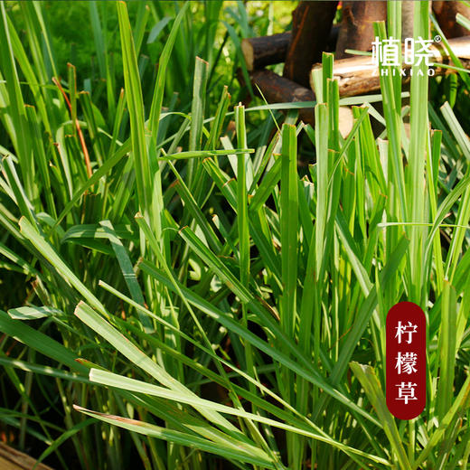 植晓 柠檬草（柠檬香茅）精油 5ml 商品图1