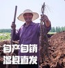 河南焦作温县垆土铁棍山药 细弯扁短 软糯香粉 自然清甜 原产地直发 商品缩略图1