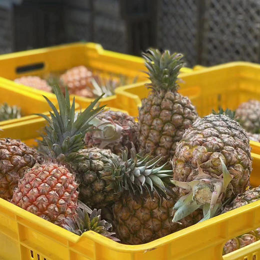 海南金钻凤梨  树上自然熟 商品图9
