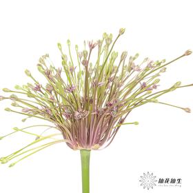 荷兰花材 |  舒伯蒂葱粉 Schubertii