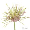 荷兰花材 |  舒伯蒂葱粉 Schubertii 商品缩略图2