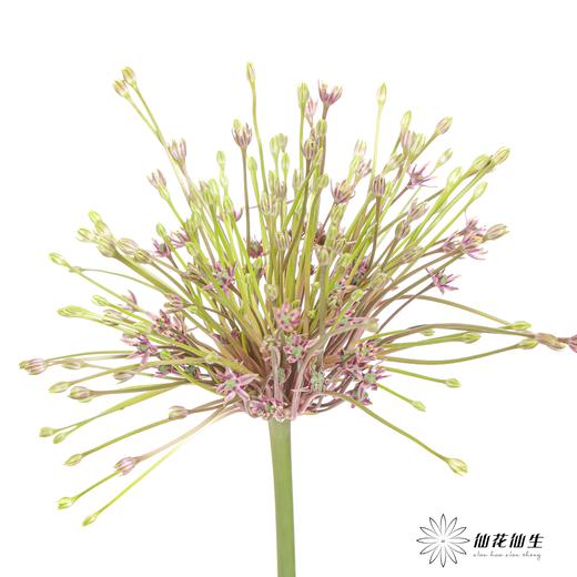 荷兰花材 |  舒伯蒂葱粉 Schubertii 商品图2