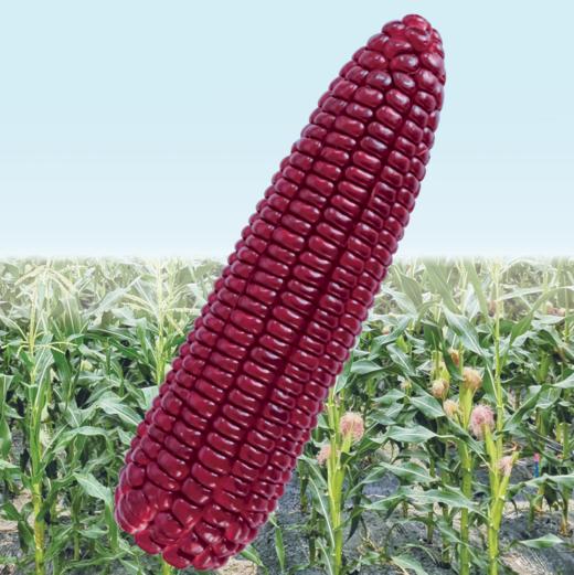 [专业种子]  “沪红糯1号”玉米种子 商品图0