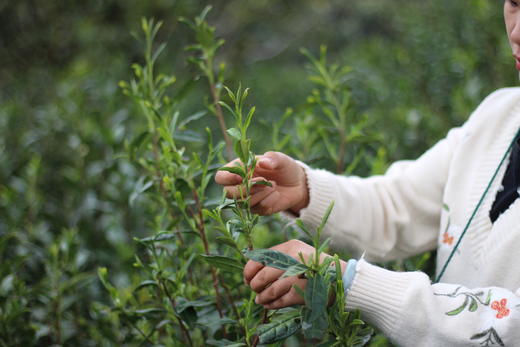 【洞庭碧螺春】中国十大名茶 绒毛遍布，口感清甜，花果香 产自苏州太湖东山 是茶叶里的爱马仕 商品图7